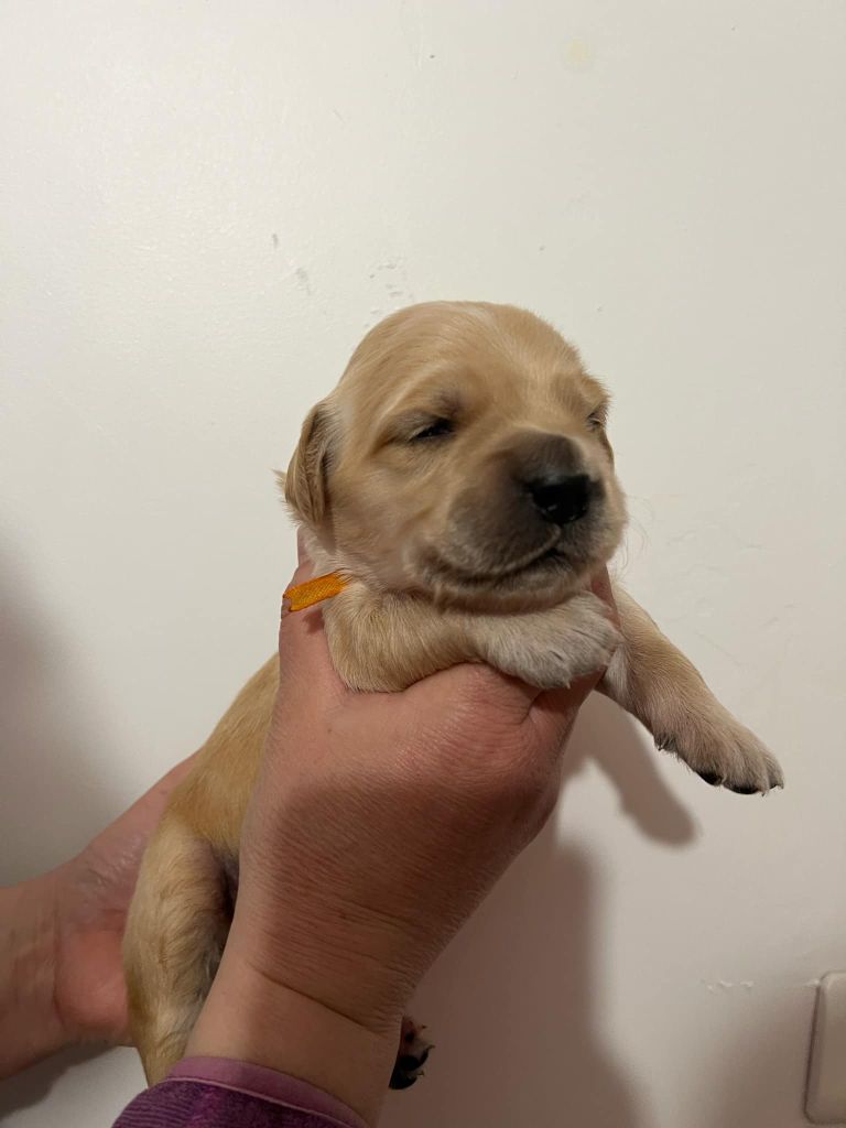 Diamond Dawn - Chiot disponible  - Golden Retriever