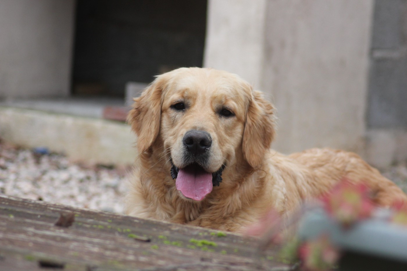 Appy you came April Diamond Dawn