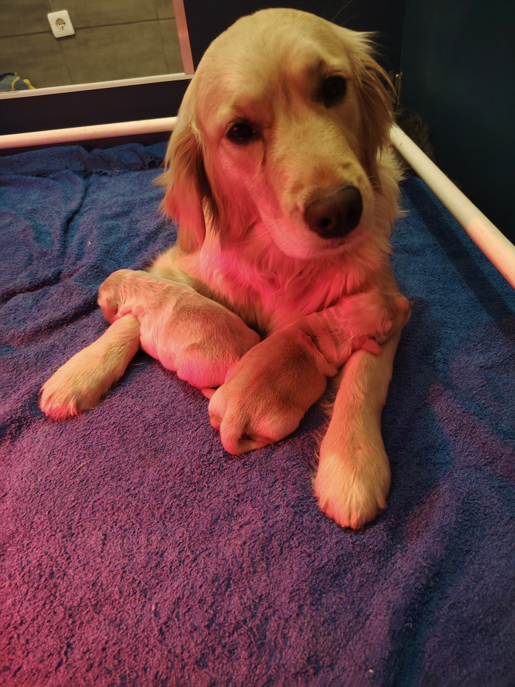 Diamond Dawn - Golden Retriever - Portée née le 02/03/2026