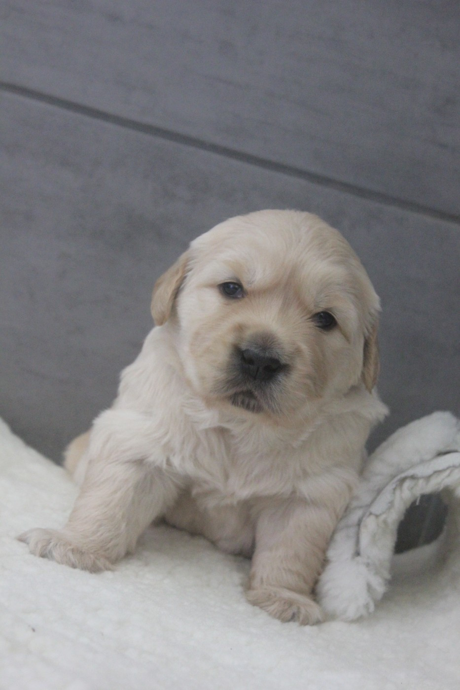 Diamond Dawn - Chiots disponibles - Golden Retriever