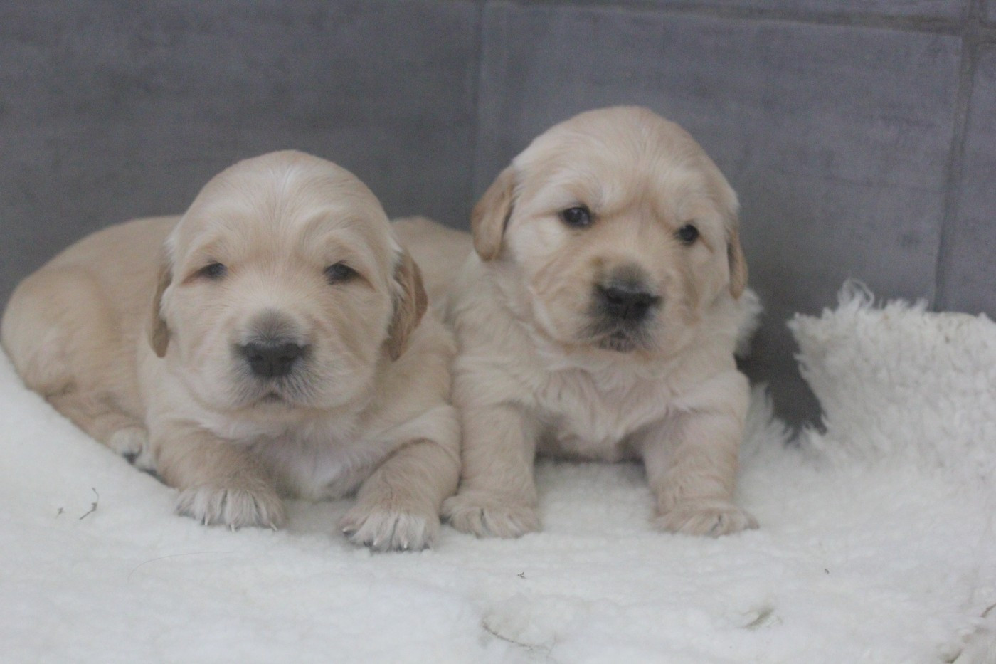 Diamond Dawn - Chiots disponibles - Golden Retriever
