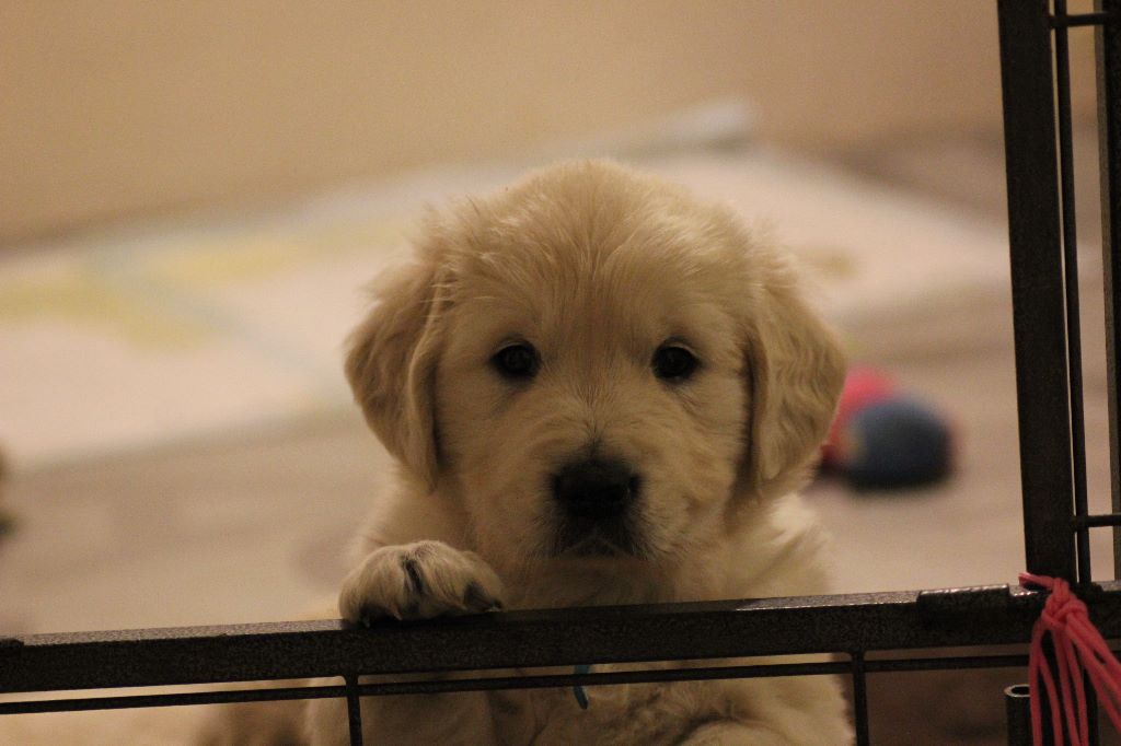 Diamond Dawn - Golden Retriever - Portée née le 04/12/2018