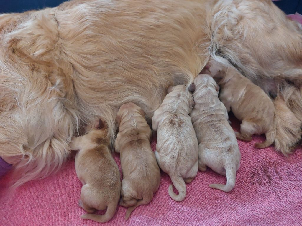 Diamond Dawn - Golden Retriever - Portée née le 13/01/2025